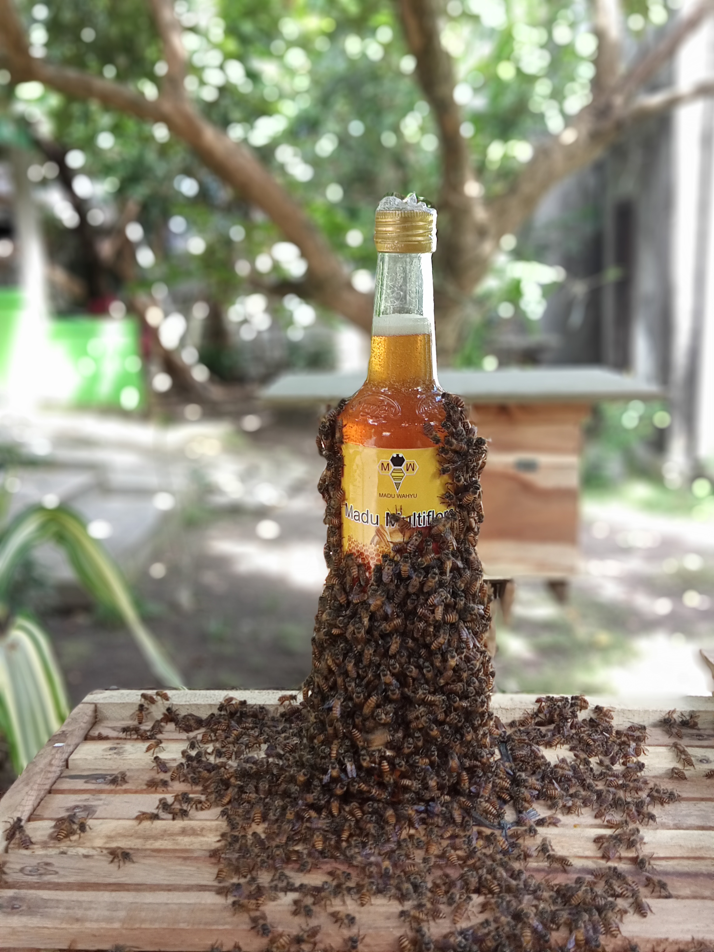 Madu Hutan Asli